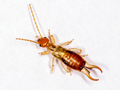 Forficula lesnei